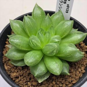 多肉植物：ハオルチア トランシエンス*M 幅7ｃｍ｜遊恵盆栽　Yahoo!店