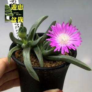 コーデックス：キフォステンマ ウター マクロプス*幅20cm 現品！一品