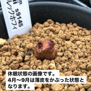 多肉植物:コノフィツム ルックホフィー*全幅1cmの詳細画像4