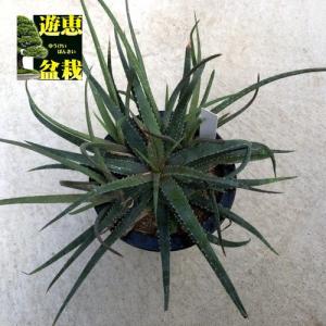 コーデックス：サルコカウロン ヘレー 竜骨城*葉幅3cm : 遊恵盆栽