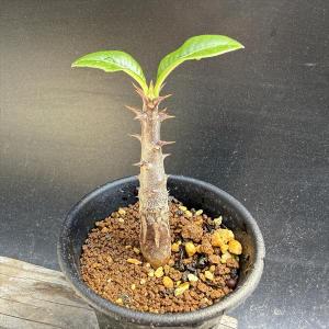 【大株】パキポディウム恵比寿大黒 国内実生 塊根植物 サボテン コーデックス コーデックス：パキポディウム 恵比寿大黒 実生*S 塊根幅2cm : 遊恵