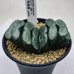 多肉植物：ハオルチア　玉扇114 透明緑線*幅8cm｜y-bonsai