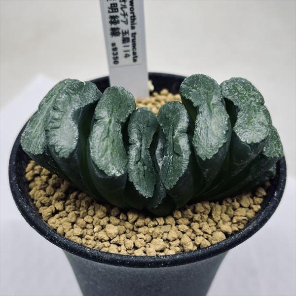 多肉植物：ハオルチア　玉扇114 透明緑線*幅8cm