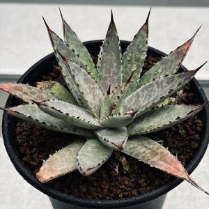 多肉植物：アガベ 吉祥冠錦 覆輪*M 幅10cm : 遊恵盆栽 Yahoo