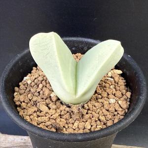 パキポディウム　ウィンゾリー　実生　良型　塊根植物　コーデックス　サボテン チームウィンゾリーの始動🌱 同期に迎え入れて同じような
