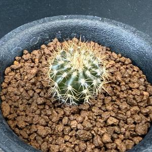 多肉植物：コノフィツム アンゲリカエ テトラゴナム*全幅2cm 現品