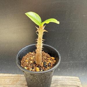 多肉植物 ハオルチア 裏般若x088自宅実生未繁殖苗 7cm鉢 凍り裏窓 珍しい ☆特価☆多肉植物：ハオルチア 本間裏窓（美窓ムチカ交配種）×裏般若