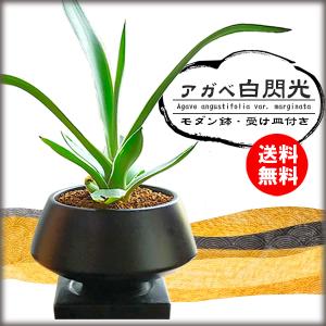 多肉植物：アガベ　白閃光*（モダン鉢・受け皿付き）おしゃれ鉢植え誕生日プレゼントにも｜y-bonsai