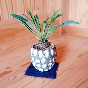 【現品】セサモタムナス・ブッセヌス　8号　D7番 isla del pescado - Sesamothamnus busseanus-セサモタムナス