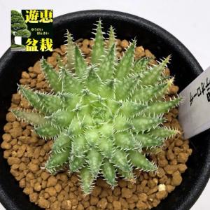 多肉植物：ハオルチア ルテオローサ*幅4ｃｍ