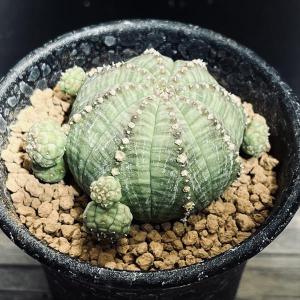 多肉植物:ユーフォルビア アトロビリディス*塊幅5cm : 遊恵盆栽 多肉植物:ユーフォルビア アトロビリディス*塊幅5cm : 遊恵盆栽