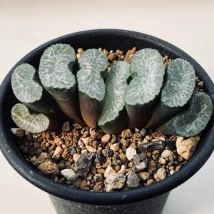 多肉植物：ハオルチア 白ミュータント（NS1/1）*幅7cm 現品！一品