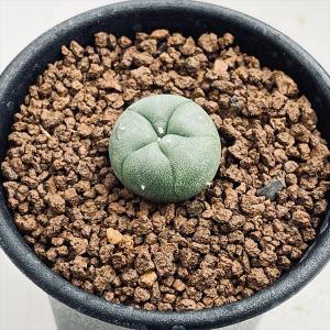 サボテン：ロフォフォラ 多毛変わり疣 銀冠玉*幅4cm : 遊恵