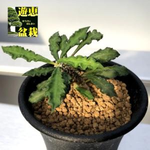 塊根植物：アボニア アルストニー うつぼ錦 白花*葉幅6.5cm 現品！一品