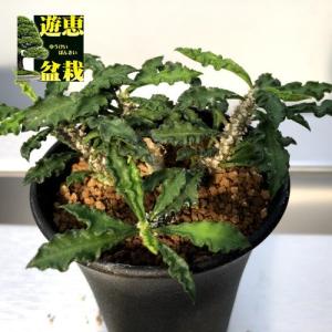 レア多肉植物シリーズ・ユーフォルビア・シリンドリフォリアinわけけのお店 レア多肉植物シリーズ・ユーフォルビア・シリンドリフォリアinわけけのお店