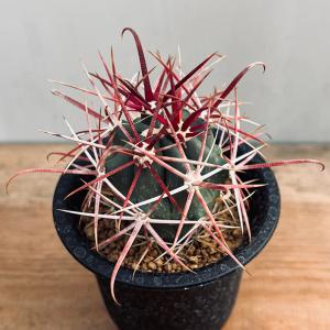 サボテン 瑠璃兜 接木 4号鉢つき 4頭❗赤黄花❗ 兜錦