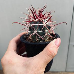 サボテン:フェロカクタス 赤刺金冠竜*幅4cm...の詳細画像2