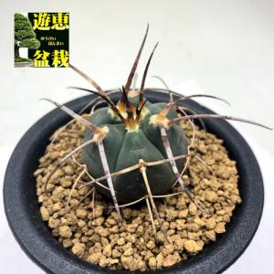 サボテン：ギムノカリキウム　光琳玉*幅3ｃｍ　☆赤松実生｜y-bonsai