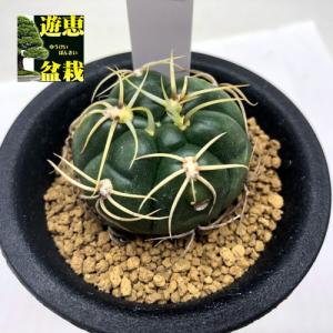 晃山　実生　選抜 サボテン：レウクテンベルギア 晃山 実生*幅6cm : 遊恵盆栽