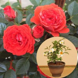 母の日・父の日盆栽ペアギフトD：バラ（フェンス仕立て)*八重山ノイバラbonsai