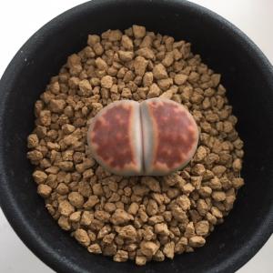多肉植物：ハオルチア 九輪塔錦*幅3.5cm : 遊恵盆栽 Yahoo!店 - 通販