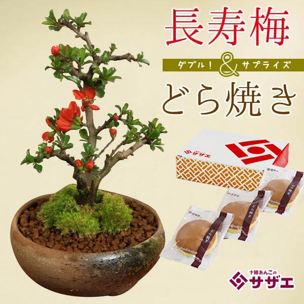 遅れてごめんね盆栽：長寿梅＆どら焼きセット*スイーツ和菓子 花  鉢植え 鉢花 プレゼント にもbo...