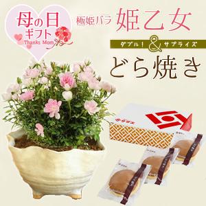 母の日ギフト2026にも ミニ盆栽：姫バラ姫乙女＆どら焼きセット*鉢花 鉢植え ミニバラ bonsai
