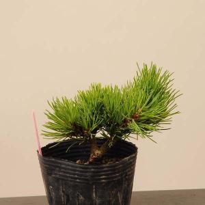 盆栽素材　苗：五葉松　ー明星ー　あけほし　みょうじょう　現品　*goyoumatu myoujyou｜y-bonsai