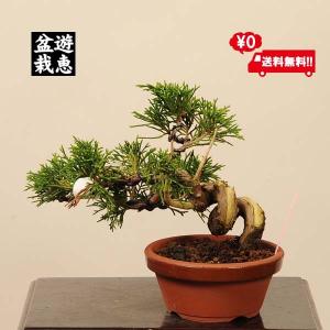 盆栽素材 苗:糸魚川真柏(いといがわしんぱく) ...の商品画像