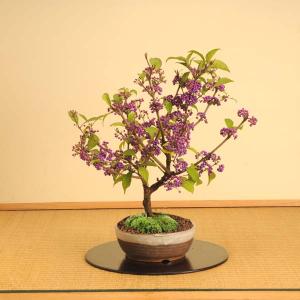 中品盆栽：紫式部(信楽焼鉢)*実物秋bonsai