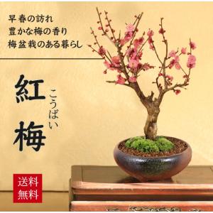 ◉中品盆栽　真柏盆栽 糸魚川　超極太　改作用　優良素材　★大幅値下げ早いもの勝ち Amazon.co.jp: 遊恵盆栽 ミニ盆栽：糸魚川真柏（曲・5年生）* (萬古焼