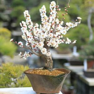盆栽：白梅　瀬戸焼変形鉢*＜2024年開花終了＞ぼんさい　ボンサイ　bonsai