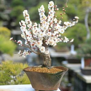 花色選べる 小品盆栽：姫藤（萬古焼深鉢）*＜2025年開花終了＞アメリカ