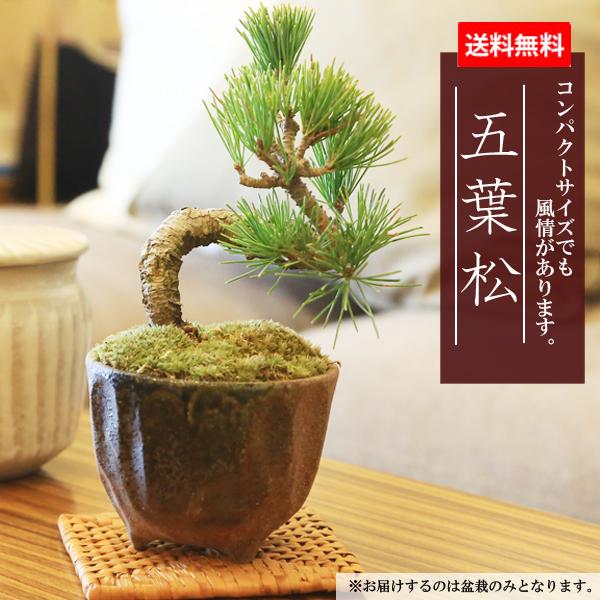 ミニ盆栽：五葉松(瀬戸焼小鉢)*祝い ギフト gift 誕生日祝 御祝 プレゼント bonsai