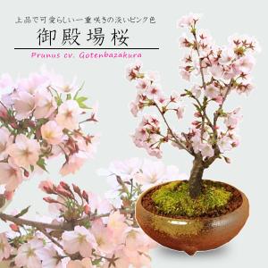 人気桜盆栽：御殿場桜(瀬戸焼三彩鉢)*  (2024年春開花予定) bonsai