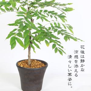 盆栽:一才藤(三河焼濃茶深鉢)*<2026年開...の詳細画像2