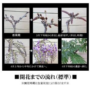盆栽:一才藤(三河焼濃茶深鉢)*<2026年開...の詳細画像4