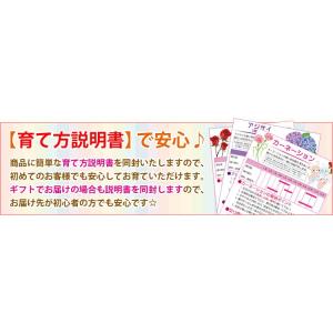 盆栽:一才藤(三河焼濃茶深鉢)*<2026年開...の詳細画像5