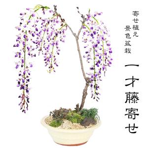 盆栽：初雪石化桧(ひのき)*現品 一点物 ヒノキ Hinoki bonsai ミニ盆栽