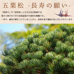 苔玉セット:五葉松・しのぶ(受け皿&化粧砂付)...の詳細画像2