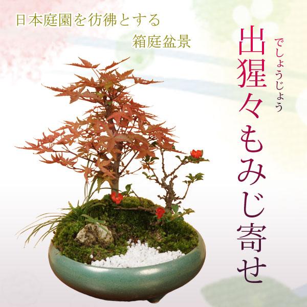 寄せ植え盆栽：出猩々もみじ寄せ盆栽 *秋 縁起 鉢植え紅葉狩りプレゼントにも bonsai