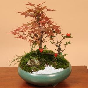 寄せ植え盆栽:出猩々もみじ寄せ盆栽 *秋 縁起...の詳細画像1