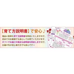 寄せ植え盆栽:出猩々もみじ寄せ盆栽 *秋 縁起...の詳細画像3