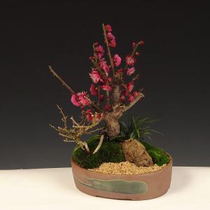 盆栽：紅梅・長寿梅寄せ（瀬戸焼鉢）*bonsai