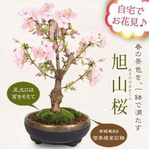 苗：筑紫純白シャクナゲ : 遊恵盆栽 Yahoo!店 - 通販 - Yahoo!ショッピング