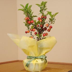ラッピング付：姫りんご(プラ鉢)* bonsai