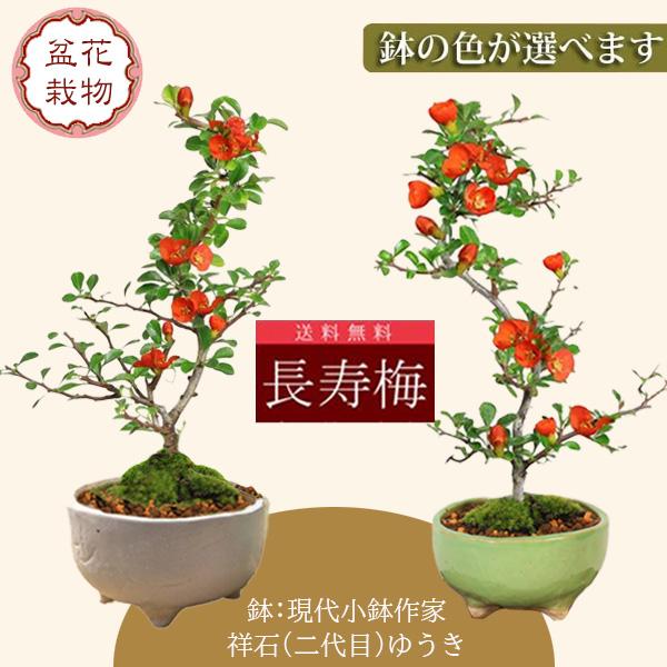 小品盆栽：長寿梅(鉢 現代小鉢作家 祥石(二代目)ゆうき)*鉢が選べる 祝い 縁起 gift 誕生日...