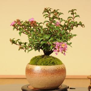 小品盆栽：サルスベリ（瀬戸焼小鉢）*鉢植え　鉢花　百日紅さるすべり ギフト gift 誕生日祝 御祝 プレゼント bonsai