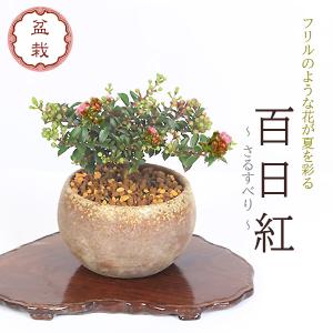 小品盆栽：サルスベリ（瀬戸焼小鉢）*鉢植え　鉢花　百日紅さるすべり ギフト gift 誕生日祝 御祝 プレゼント bonsai