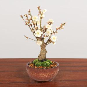 小品盆栽:白梅(信楽焼小鉢)*令和 万葉 集 ...の詳細画像1
